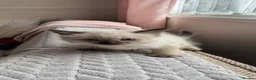 Ragdoll cats for sale: 7 Beautiful Ragdoll Kittens  - Advert 2