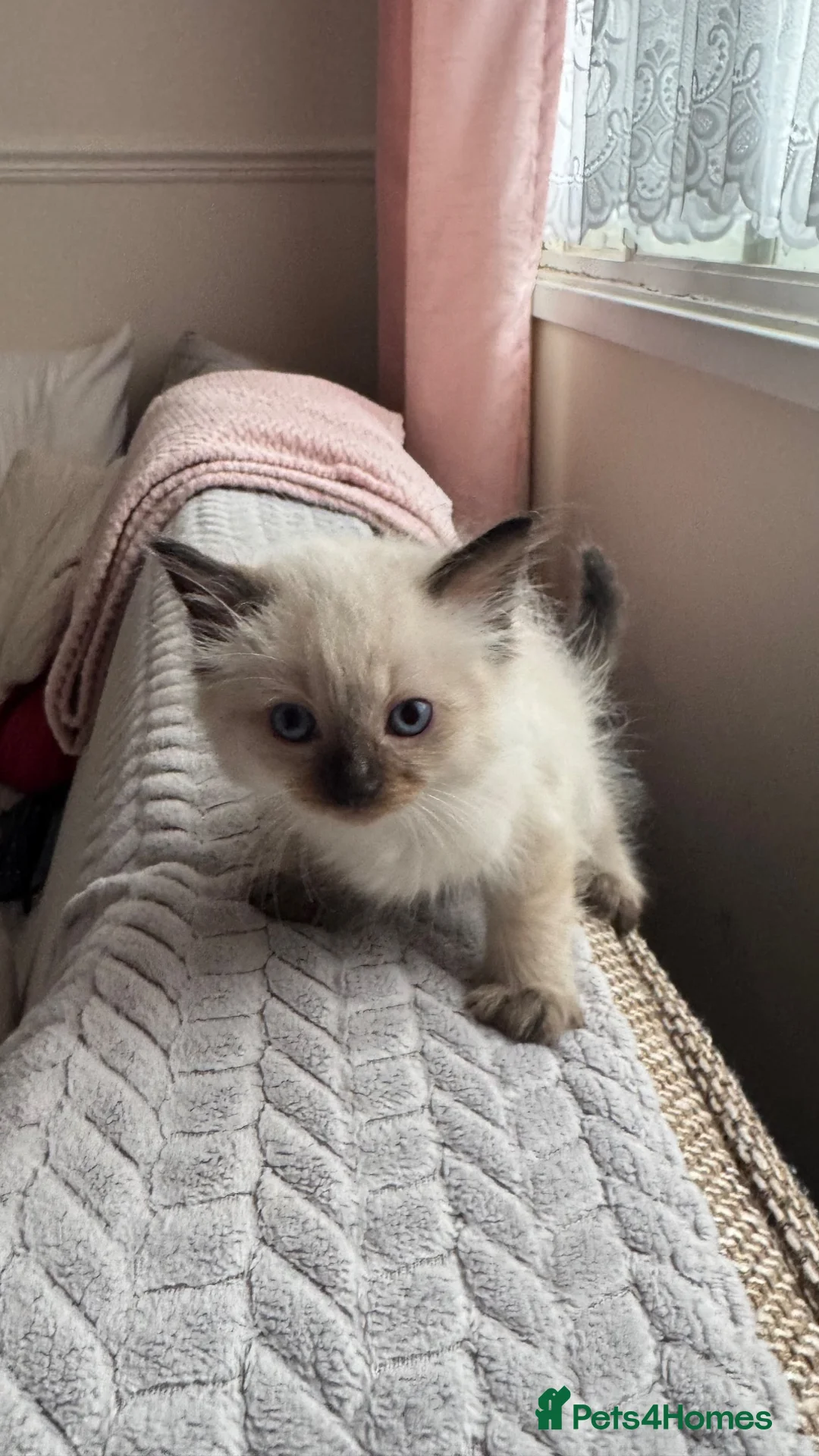Ragdoll cats for sale: 7 Beautiful Ragdoll Kittens  - Advert 2