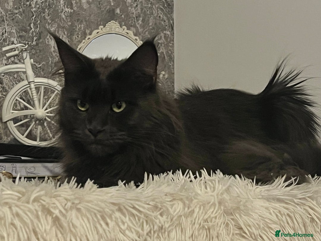 Maine Coon cats for sale: Stunning Retired Blue Maine Coon Girl(TICA) - Image 5