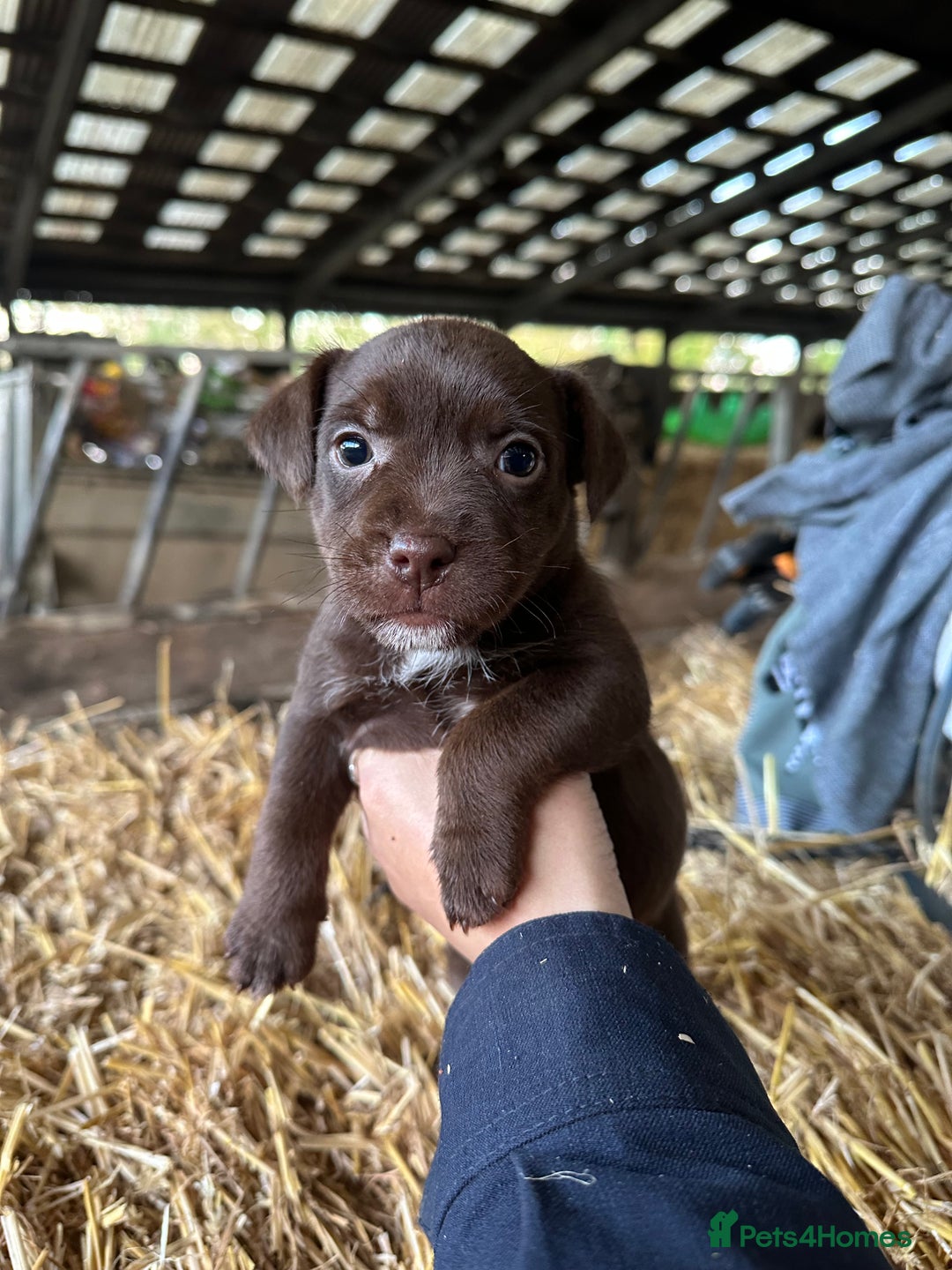Patterdale Terrier dogs for sale: Patterdale terriers  - Image 4