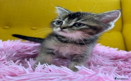 British Shorthair cats for sale: 5 Adorable British Shorthair Kittens - Image 2