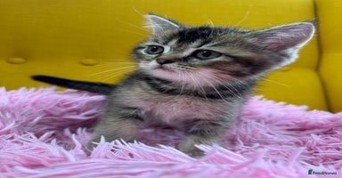 British Shorthair cats - Advert 9