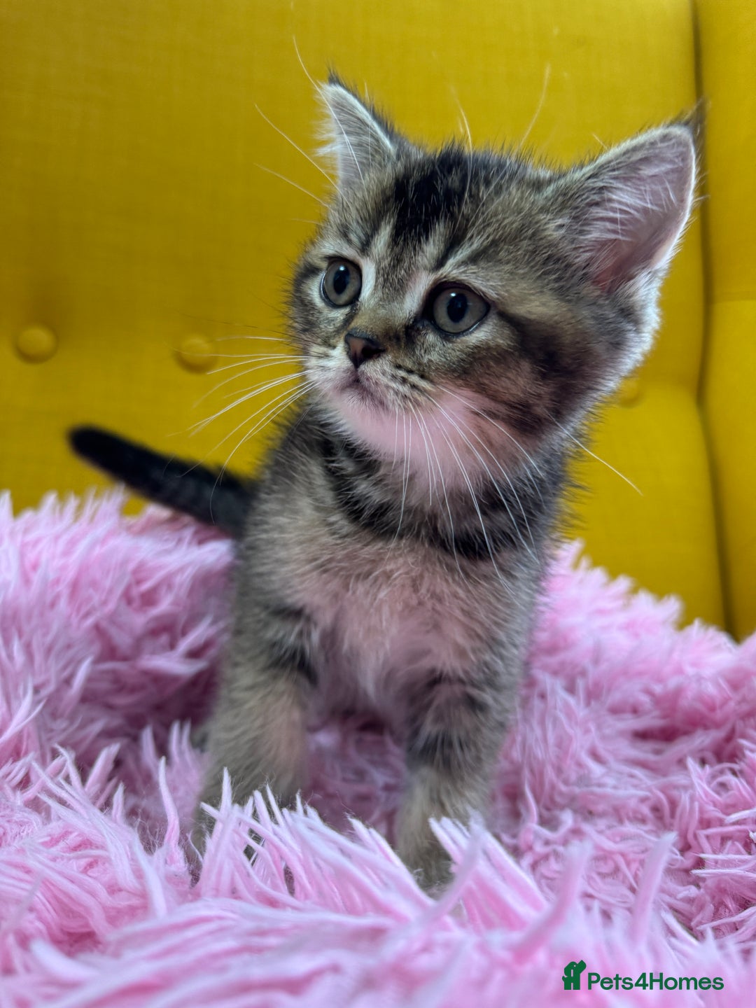 British Shorthair cats for sale: 5 Adorable British Shorthair Kittens - Image 2