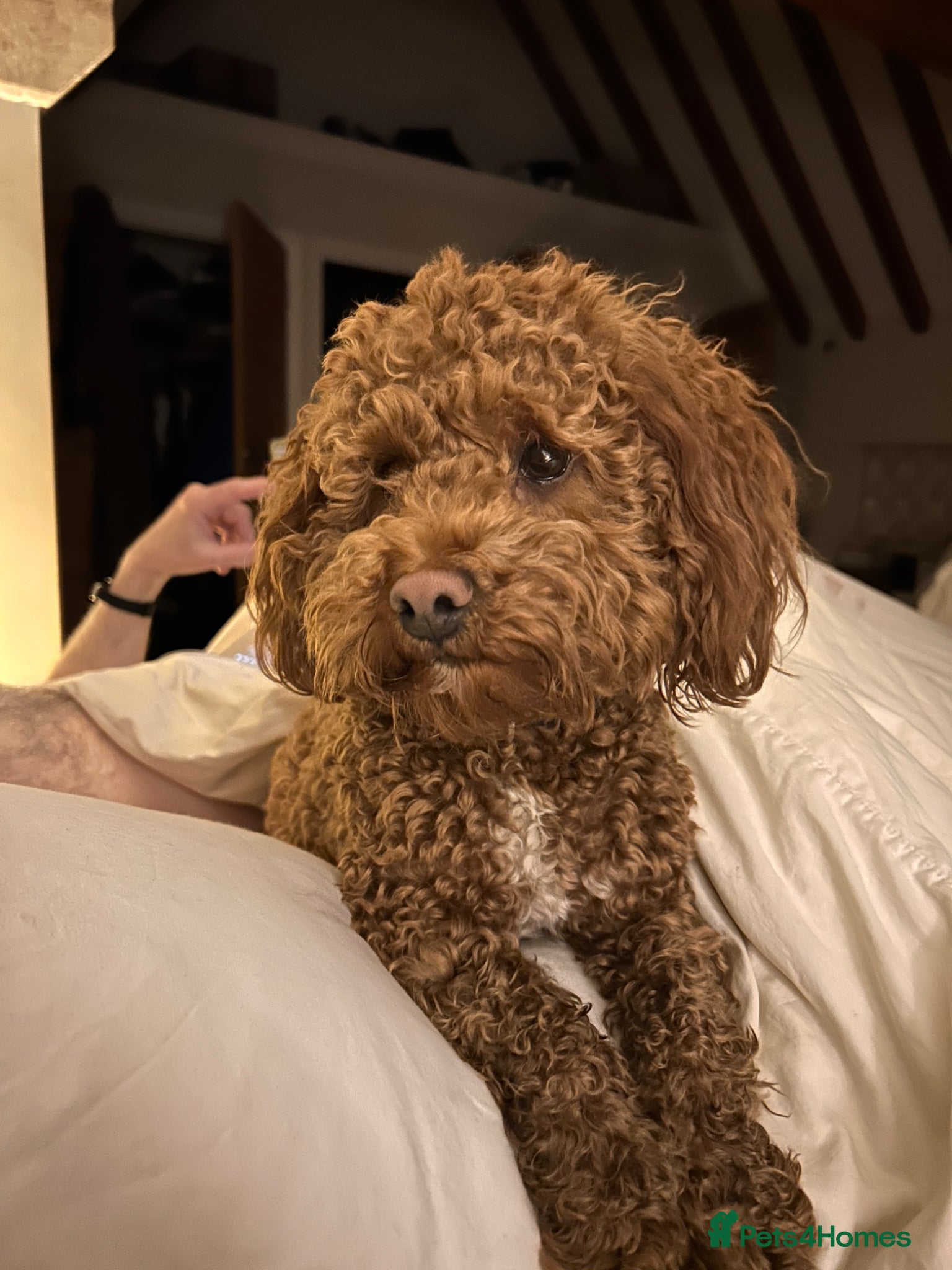Poochon dogs Poochon Puppies —4 boys 1 girl— OXON Cotswolds - Advert 6
