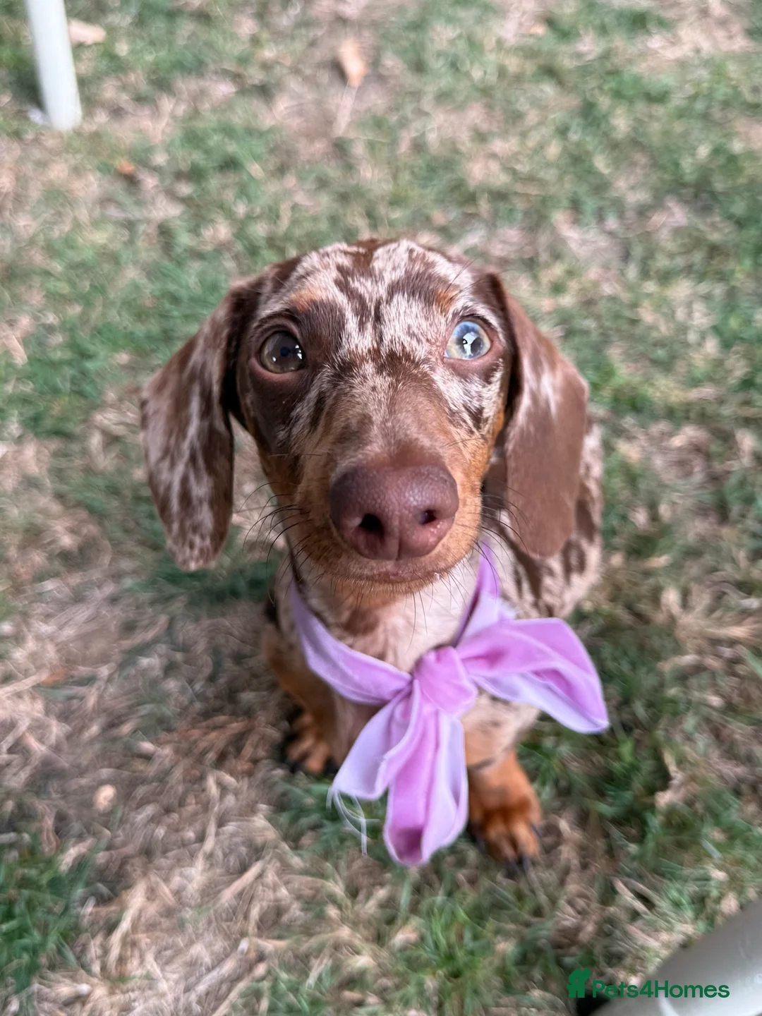 Miniature Dachshund dogs for stud: Chocolate Dapple Miniature Dachshund for Stud - Advert 3