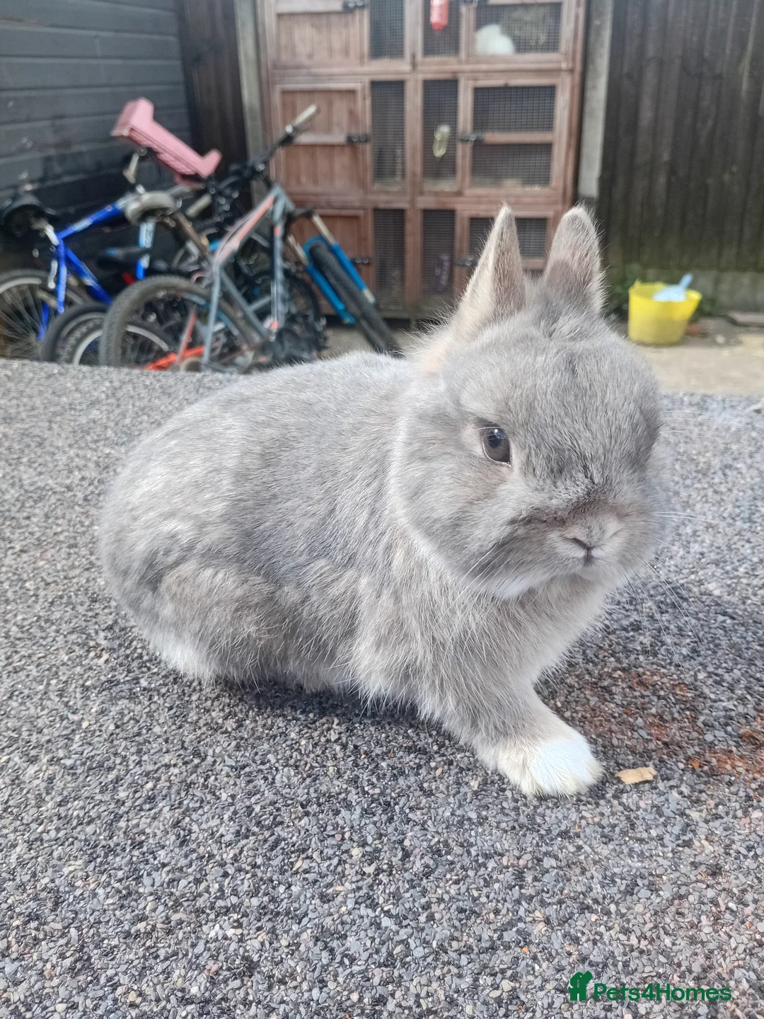 Netherland Dwarf rabbits for sale: Netherland dwarf  - Advert 1