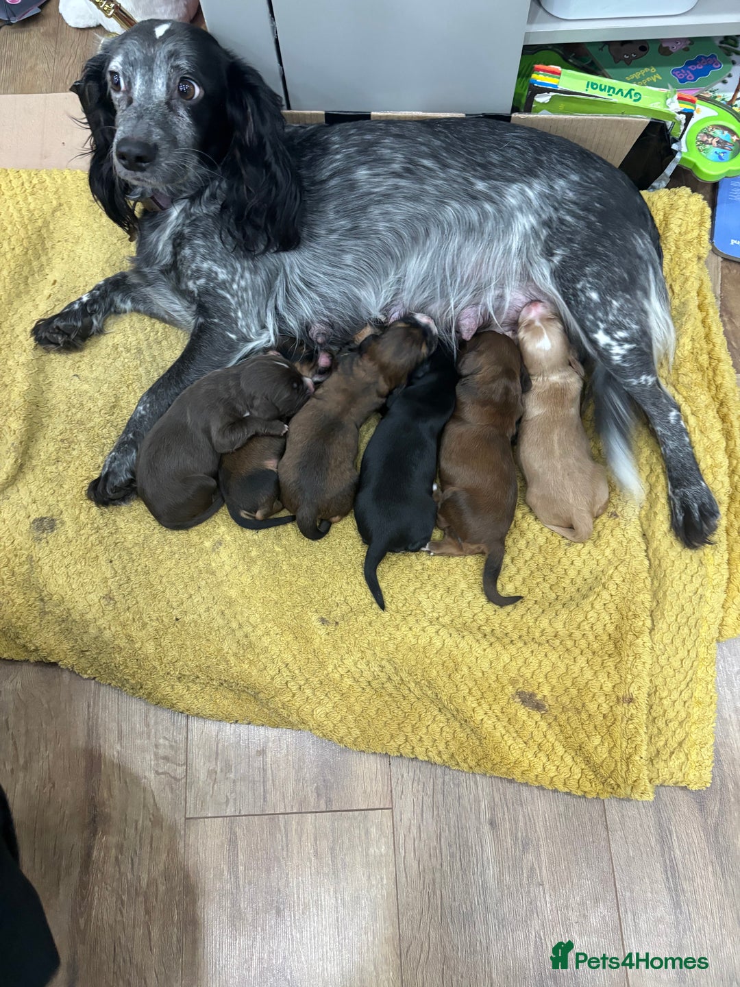 Cocker Spaniel dogs for sale: Stunning Cocker Spaniel puppy’s for sale - Advert 2
