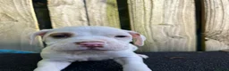 Mixed Breed dogs for sale: Puppies  in Liverpool - Advert 5