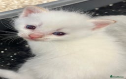 Mixed Breed cats for sale: Stunning part ragdoll kittens  - Image 4
