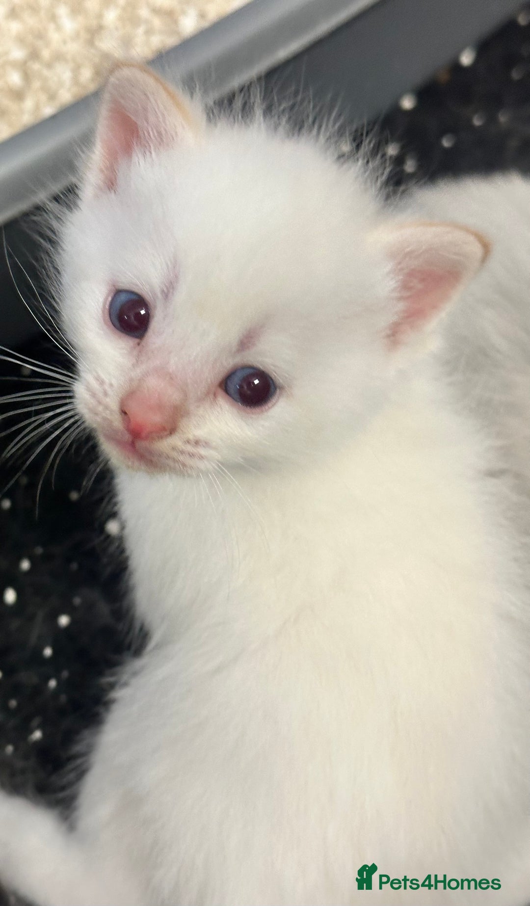 Mixed Breed cats for sale: Stunning part ragdoll kittens  - Image 4