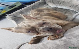 French Bulldog dogs for sale: Dottie french Bulldog - Image 5
