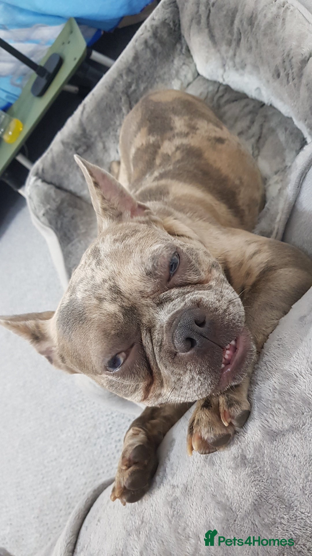 French Bulldog dogs for sale: Dottie french Bulldog - Image 5
