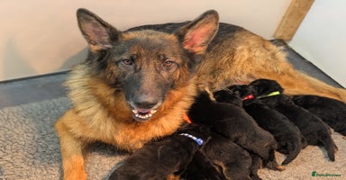 German Shepherd dogs - Advert 7