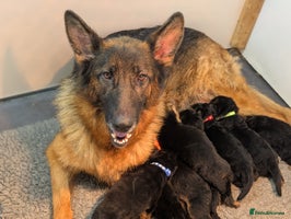 German Shepherd dogs - Advert 7