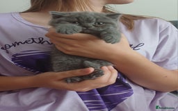 British Shorthair cats for sale: British Shorthair  - Image 29