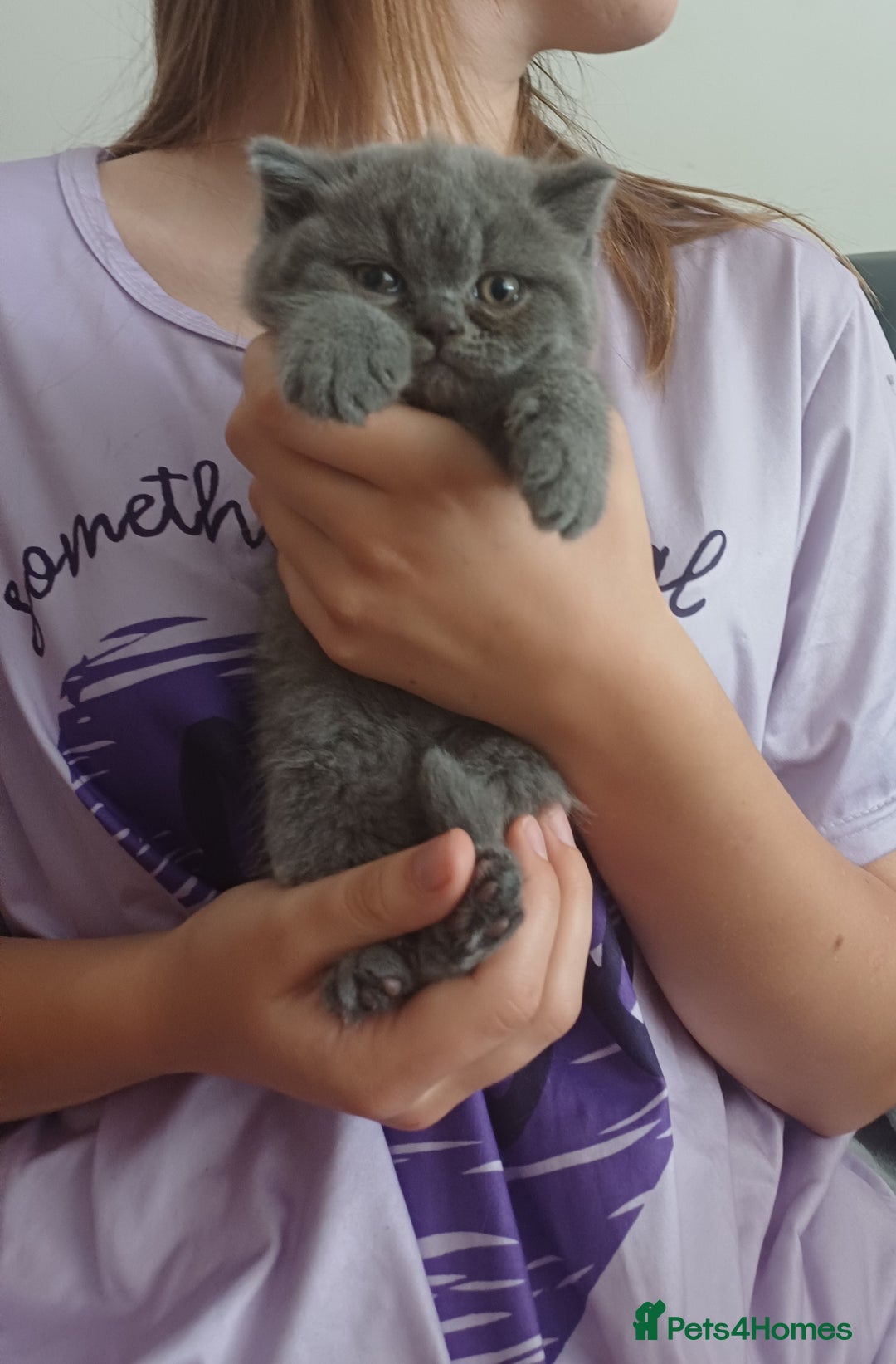 British Shorthair cats for sale: British Shorthair  - Image 29