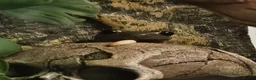 Frog reptiles for sale: Whites tree frogs x 3 and full set up - Advert 8