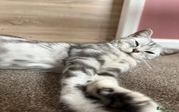 British Shorthair cats for sale: Silver tabby BSH cross - Image 11