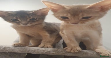 Abyssinian cats Fawn silver girl, blue boy - Advert 16