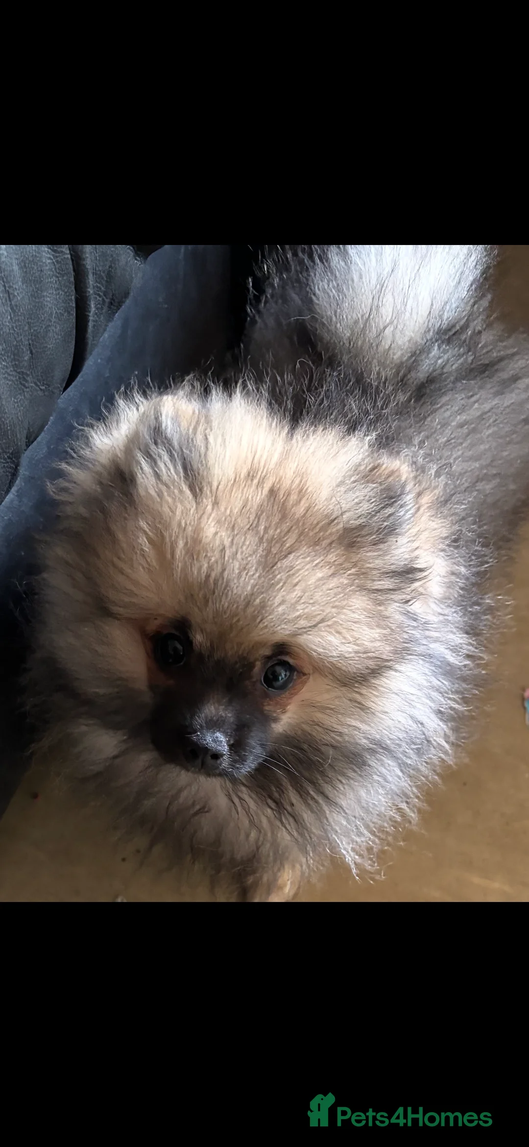 Pomeranian dogs for sale: Beautiful kc registered pedigree Poms  - Advert 2