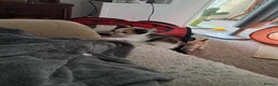 Mixed Breed cats for sale: Playful kittens for sale - Advert 9