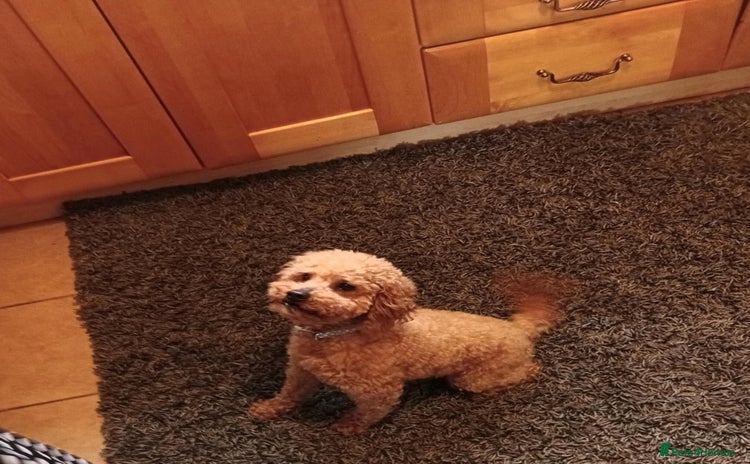 Maltipoo dogs - Advert 2