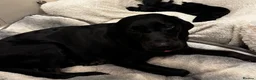 Labrador Retriever dogs for sale: Labrador Puppies 🐾 - Advert 3