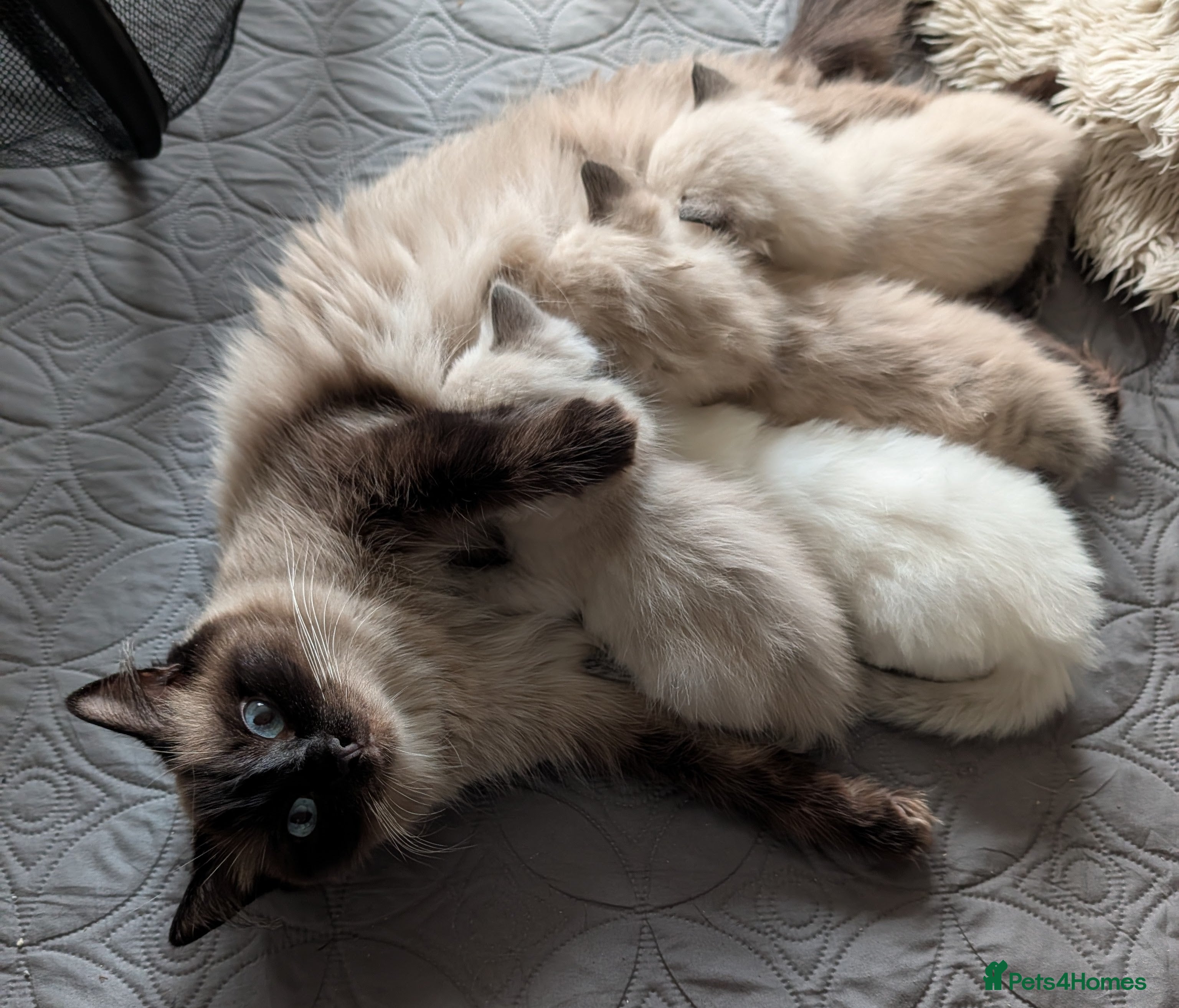 Ragdoll cats Ready to leave now. Ragdoll kittens - Advert 1