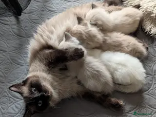 Ragdoll cats Ready to leave now. Ragdoll kittens - Advert 1