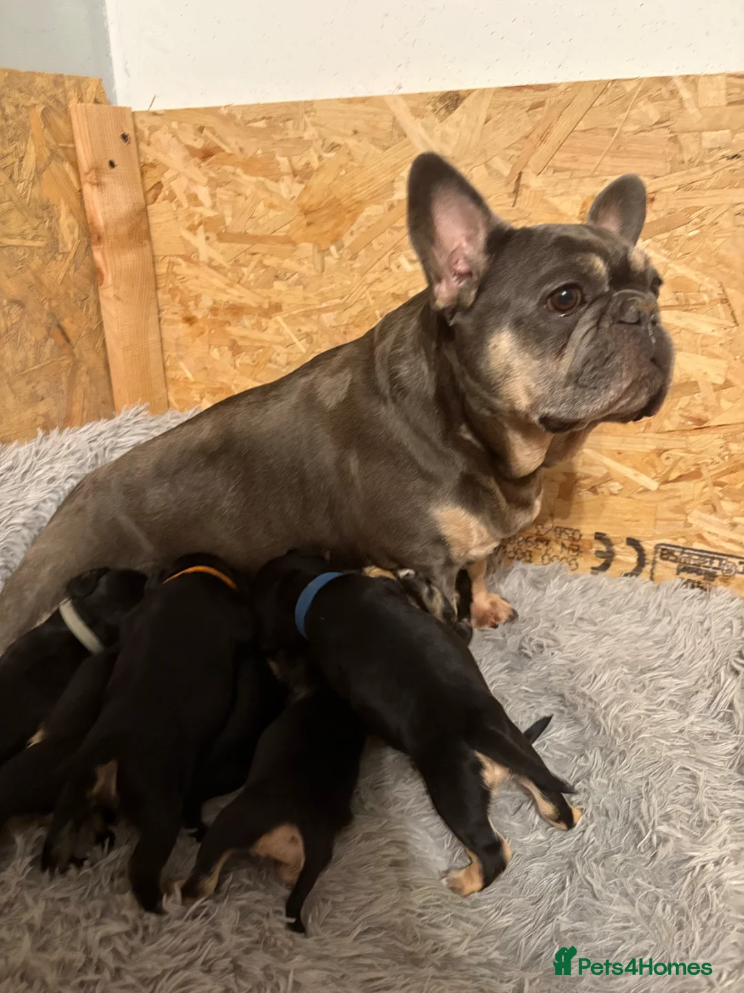 Mixed Breed dogs for sale: Frenchie x cockapoo puppies in Banchory - Advert 1
