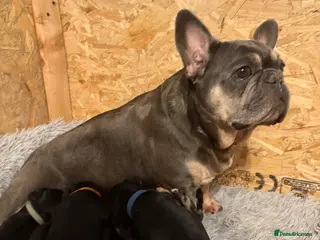 Mixed Breed dogs Frenchie x cockapoo puppies - Advert 1