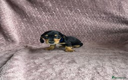 Miniature Dachshund dogs for sale: 🐾KC Reg Miniature Dachshund - READY NOW! 1 LEFT! - Image 4