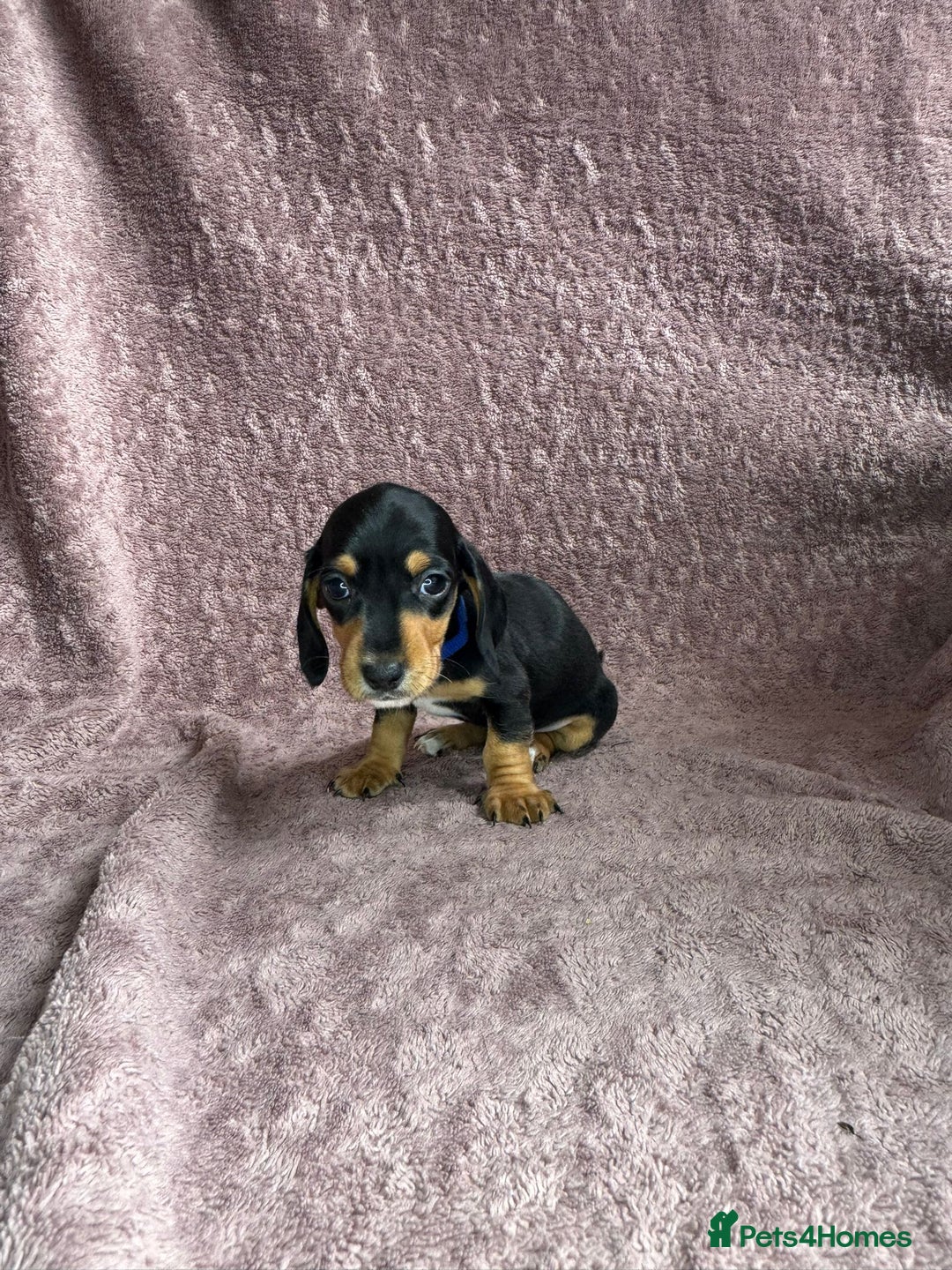Miniature Dachshund dogs for sale: 🐾KC Reg Miniature Dachshund - READY NOW! 1 LEFT! - Image 4