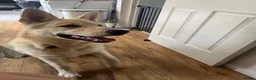 Mixed Breed dogs for sale: Beautiful 7 month old German shepherd boy  in Stafford - Advert 3