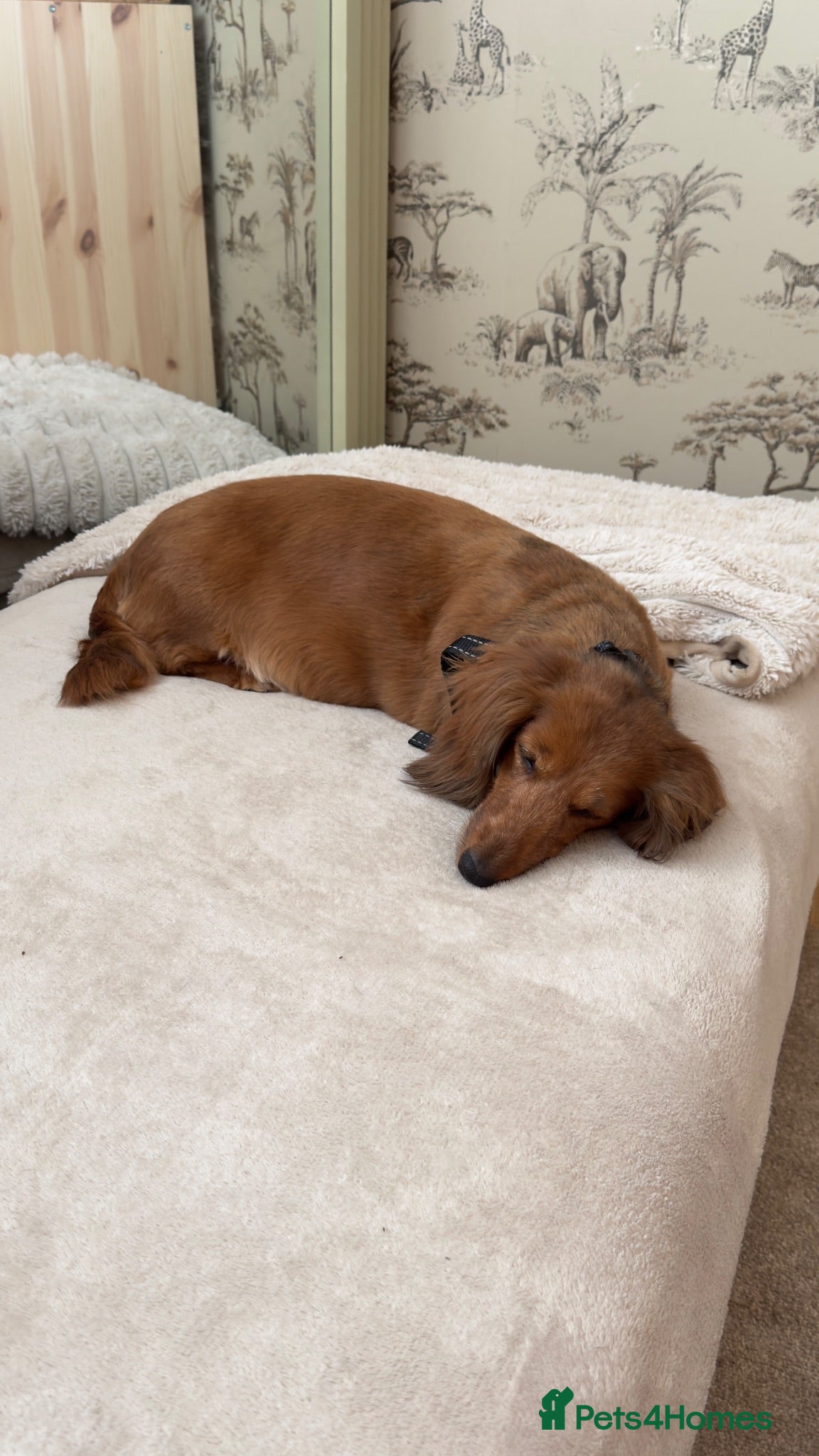 Miniature Dachshund dogs Rehoming 6 year old mini Daxie  - Advert 1