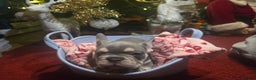 French Bulldog dogs for sale: French bulldog Puppy  😍 - Advert 6