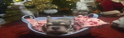 French Bulldog dogs for sale: French bulldog Puppy  😍 - Advert 6