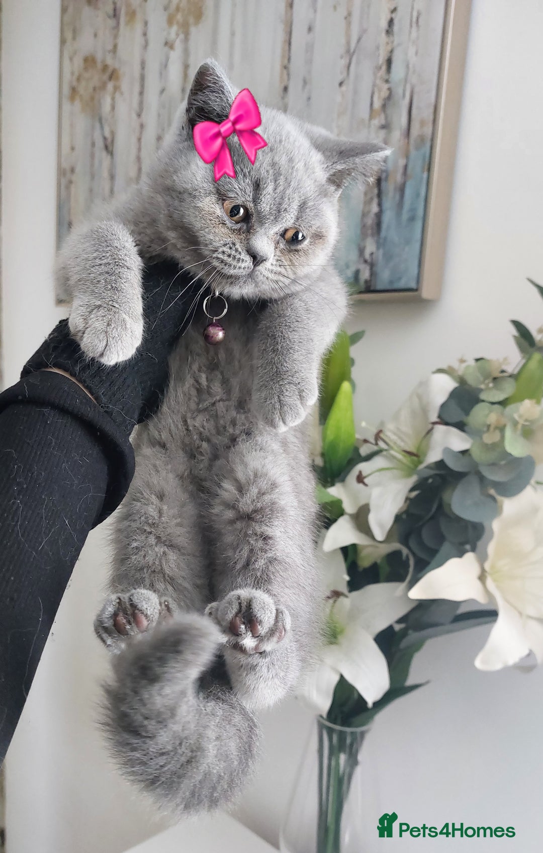 British Shorthair cats for sale: OUTSTANDING🏆PEDIGREE🎖CH SIRED in Dudley - Image 8