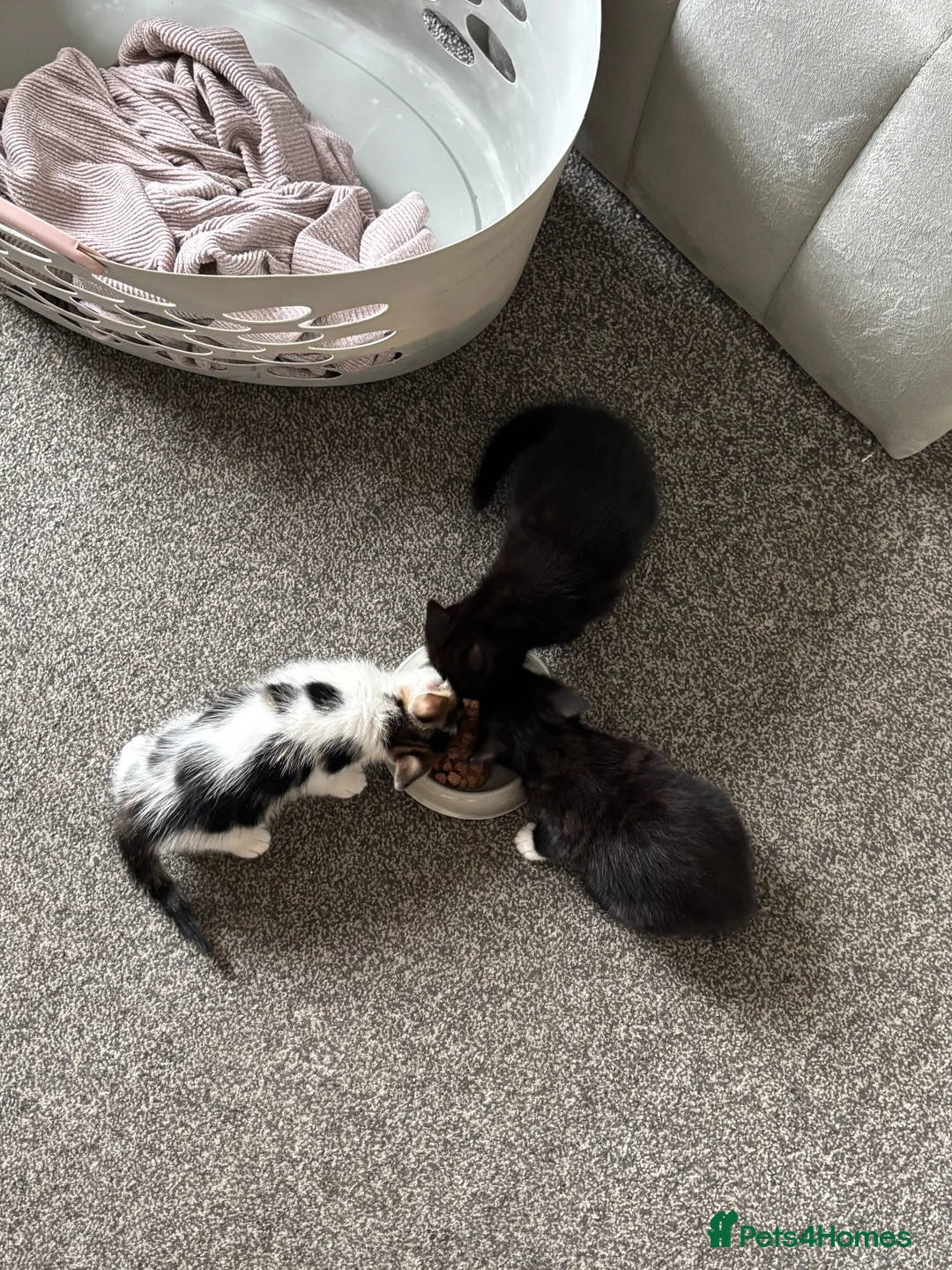Mixed Breed cats for sale: READY TO GO! Fluffy kittens  - Advert 19