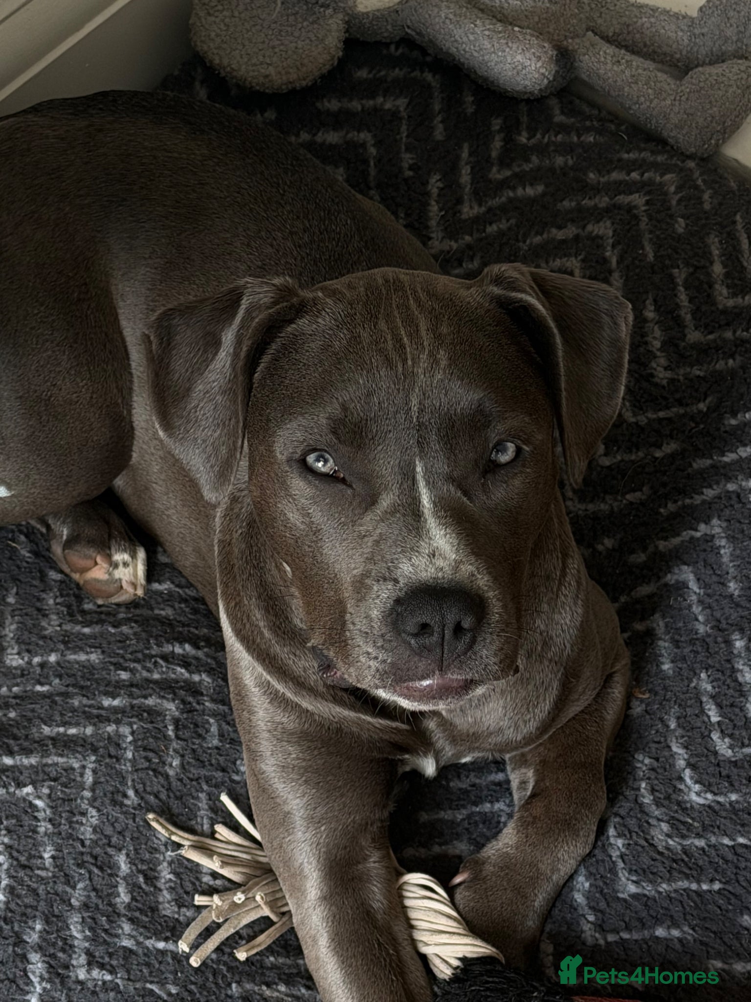American Bull Staffy dogs for sale: Uma - staffy mix in London - Advert 12