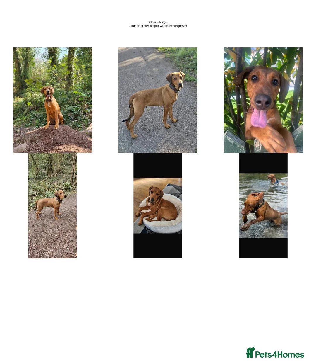 Mixed Breed dogs for sale: Valentine’s Day Vizsla x Welsh Sheepdog Puppies - Advert 6