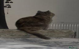 Brazilian Shorthair cats for sale: British short hair stunning 😍  - Image 6
