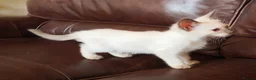 Siamese cats for sale: Siamese and Ragdoll cross kittens (Ragamese) - Advert 8