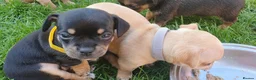 Mixed Breed dogs for sale: Patterdale Terrier x chihuahua puppies  - Advert 6