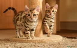 Bengal cats for sale: Show quality Bengal kittens available  - Image 9