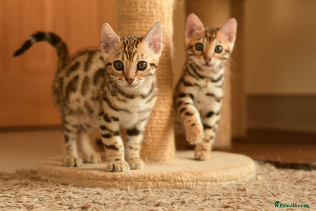 Bengal cats for sale: Show quality Bengal kittens available  - Image 9