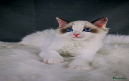 Ragdoll cats for sale: Retired Qeen Ragdoll Seal Bi Color  - Image 4