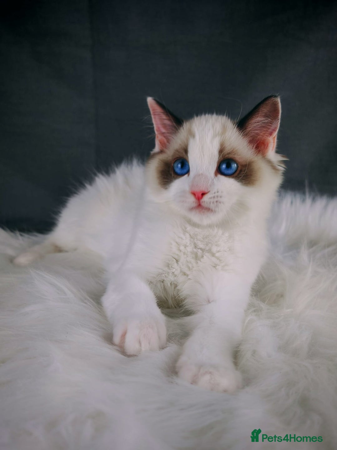 Ragdoll cats for sale: Retired Qeen Ragdoll Seal Bi Color  - Image 4