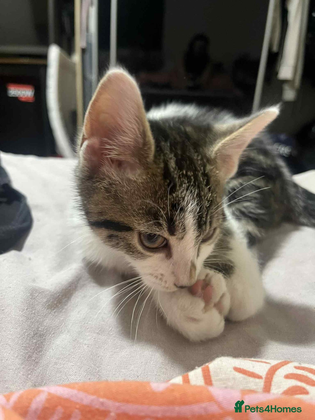 Domestic Shorthair cats for sale: Domestic shorthair tabbys  - Advert 3