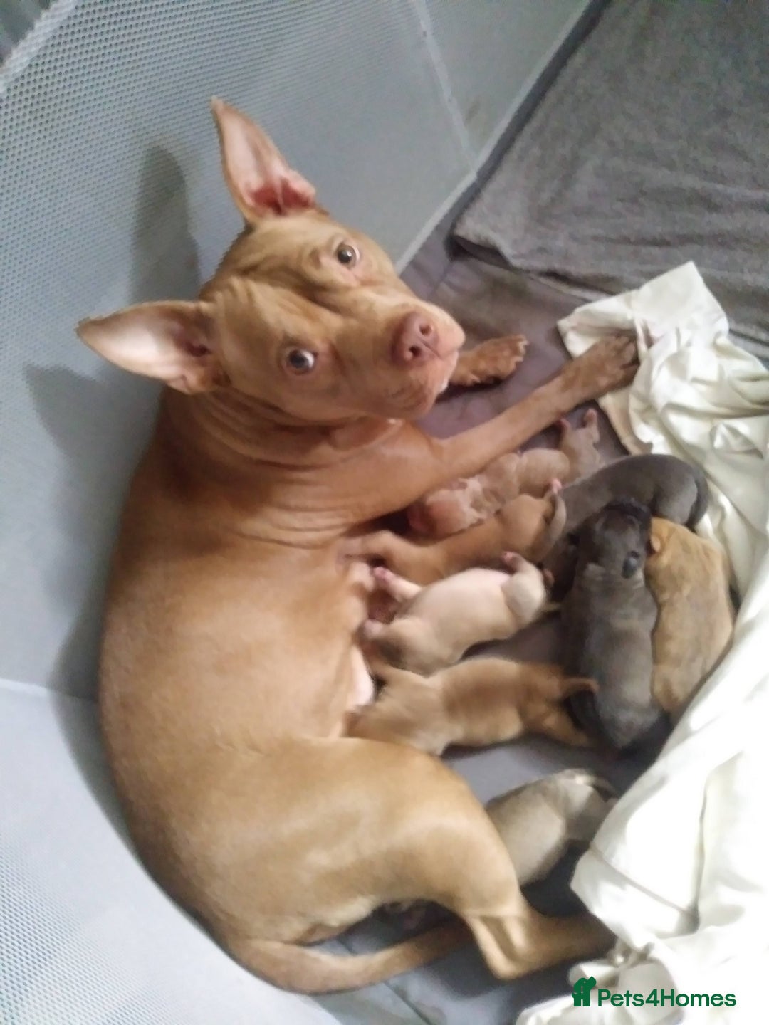 Mixed Breed dogs for sale: 4 beautiful pocket bully/mixed - Image 1